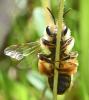 Andrena (livens-nigroolivacea)
